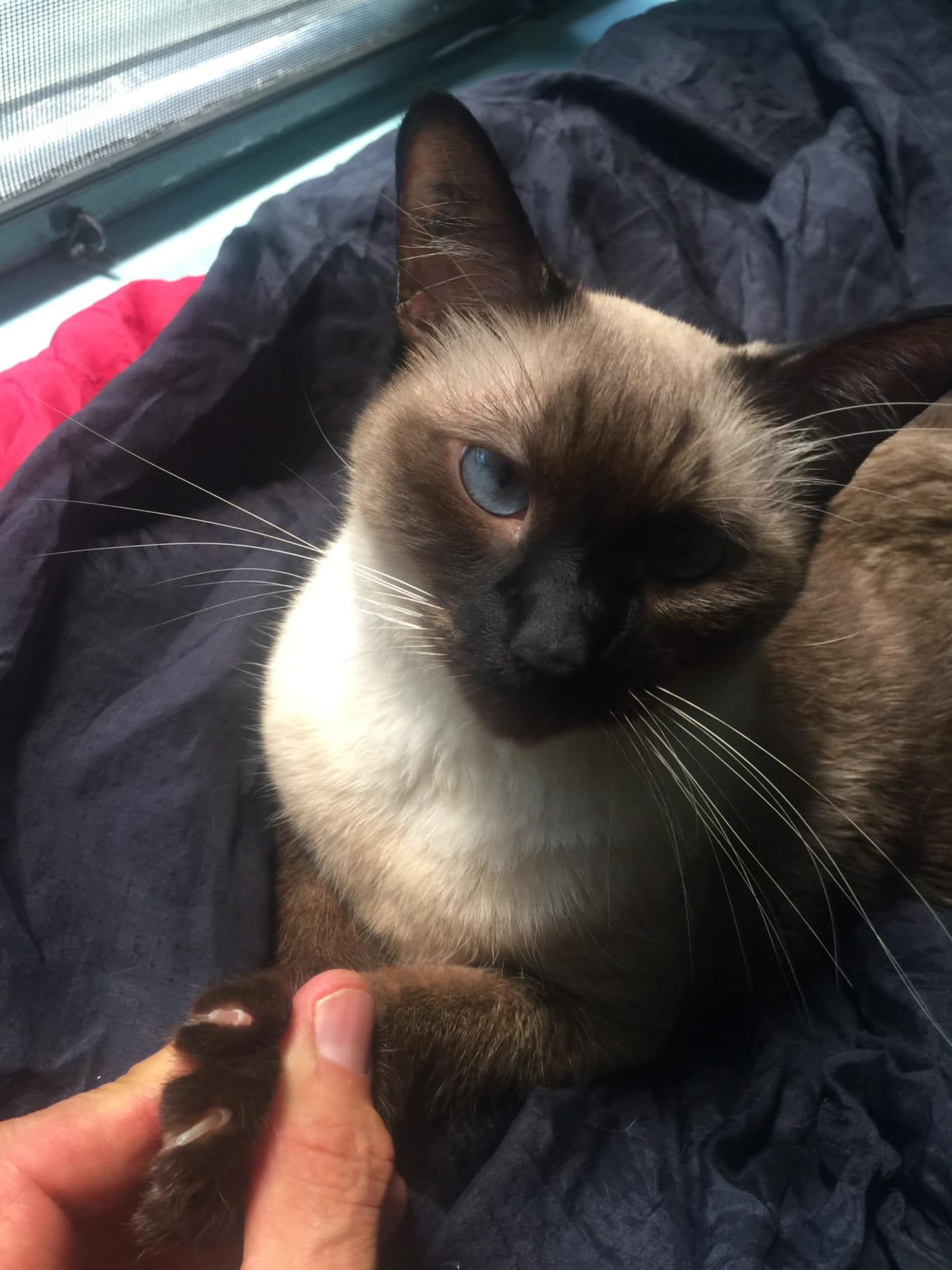 photo of the cat Diamonds